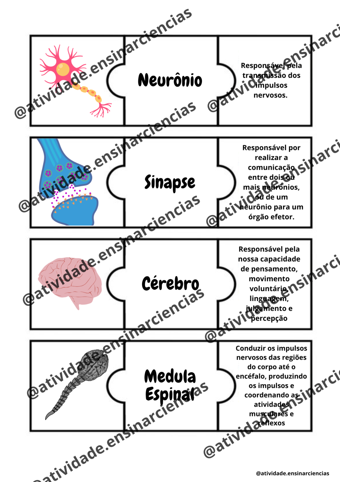 Combo De Atividades Sistema Nervoso Atividade Ensinar Ci Ncias