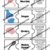 Combo de atividades “Sistema nervoso” – Atividade Ensinar Ciências