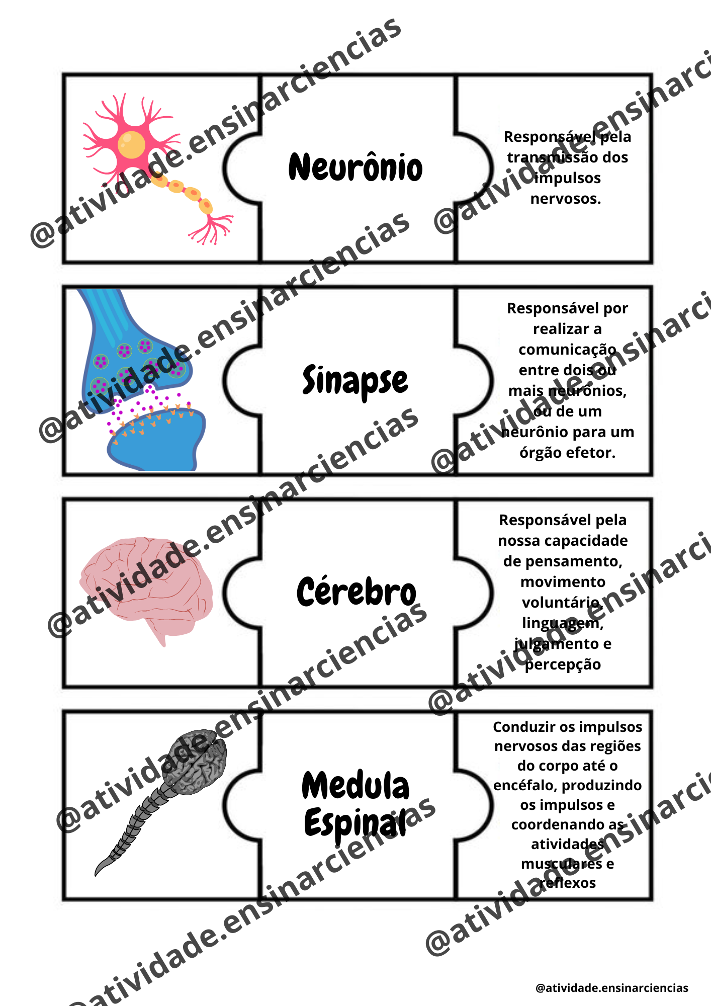 Atividades sobre Sistema Nervoso - Ensino Fundamental. - Aprender e Brincar